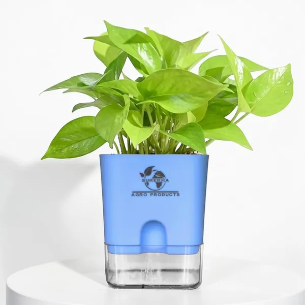 Golden_Money_Plant_In_Self_Watering_Pot