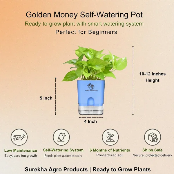Golden_Money_Plant_In_Self_Watering_Pot