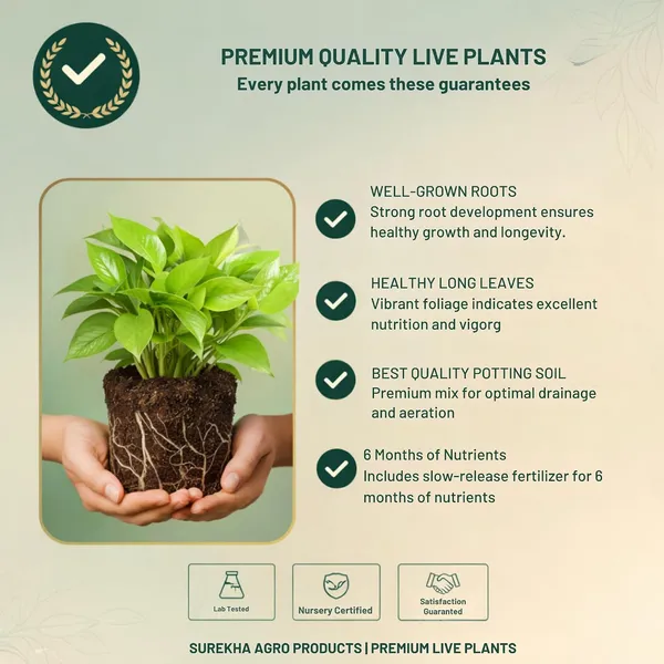Golden_Money_Plant_In_Self_Watering_Pot