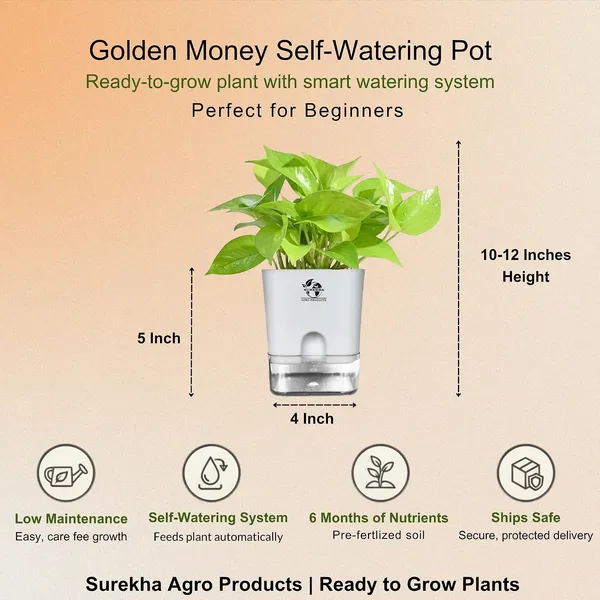 Golden_Money_Plant_In_Self_Watering_Pot