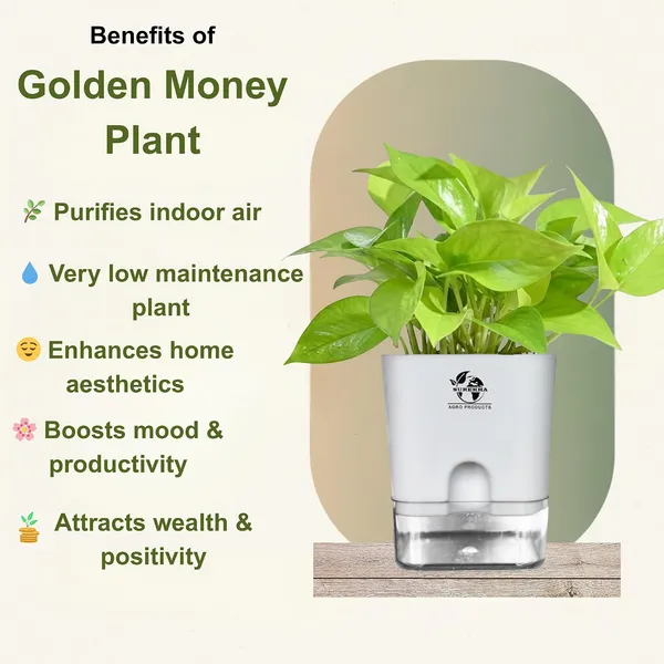 Golden_Money_Plant_In_Self_Watering_Pot