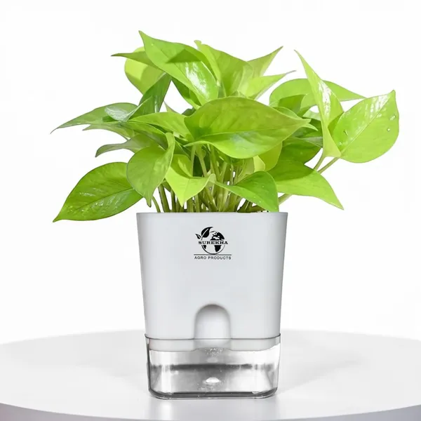 Golden_Money_Plant_In_Self_Watering_Pot
