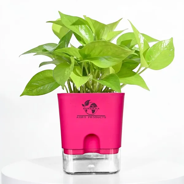Golden_Money_Plant_In_Self_Watering_Pot