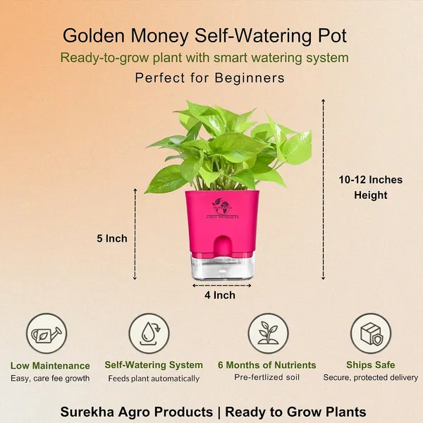Golden_Money_Plant_In_Self_Watering_Pot