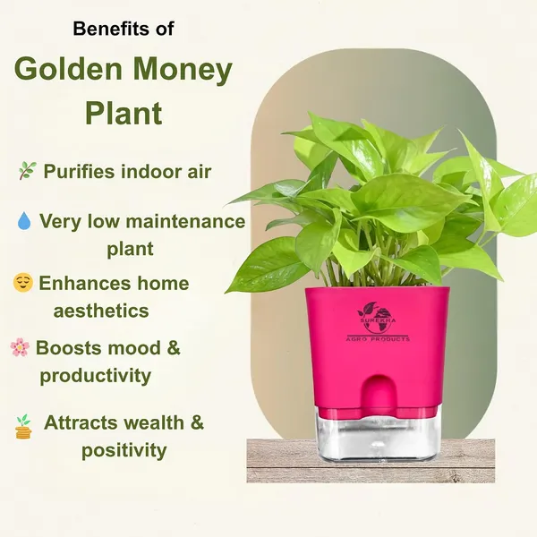 Golden_Money_Plant_In_Self_Watering_Pot