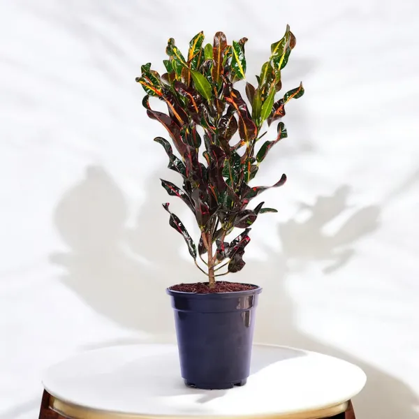 Croton_(Codiaeum_Variegatum_Mammi)_Plants_Live_in_5_inch_black_pot