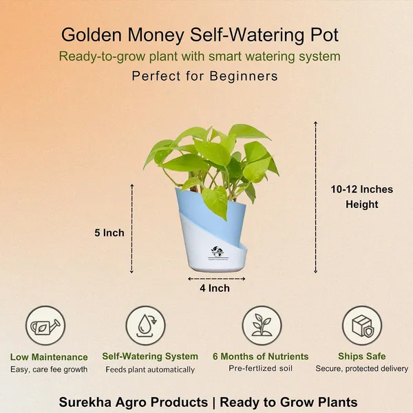 Golden_Money_Plant_In_Self_Watering_Pot
