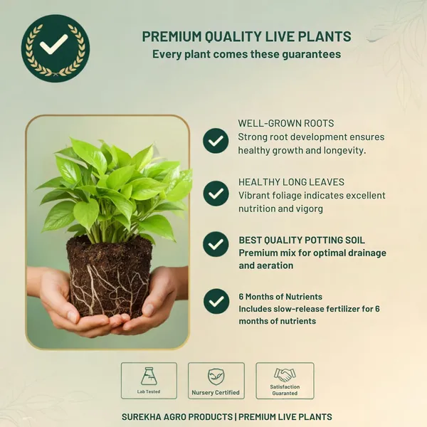 Golden_Money_Plant_In_Self_Watering_Pot