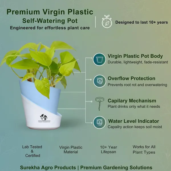 Golden_Money_Plant_In_Self_Watering_Pot