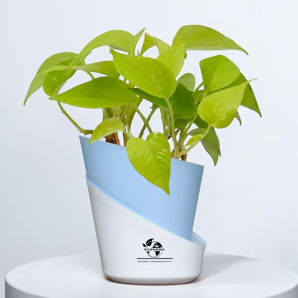 Golden_Money_Plant_In_Self_Watering_Pot