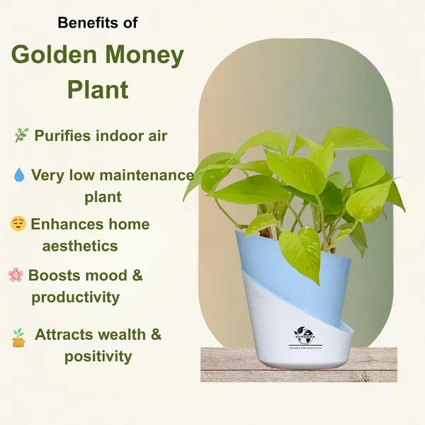 Golden_Money_Plant_In_Self_Watering_Pot