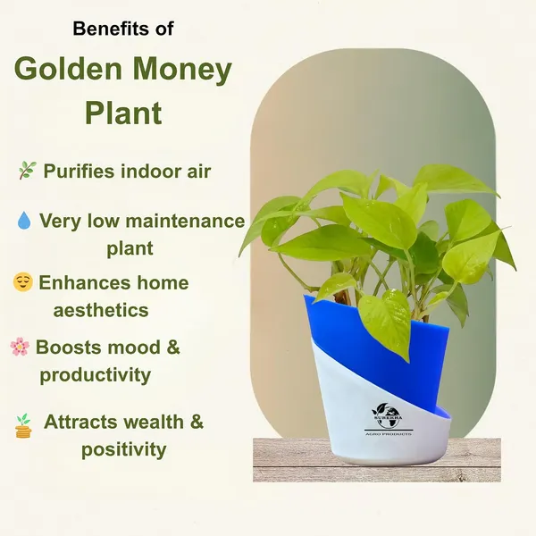 Golden_Money_Plant_In_Self_Watering_Pot