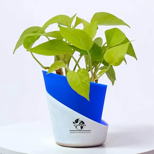 Golden_Money_Plant_In_Self_Watering_Pot