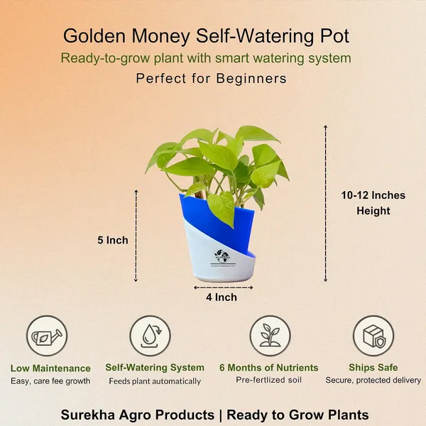 Golden_Money_Plant_In_Self_Watering_Pot