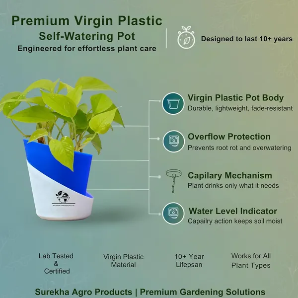 Golden_Money_Plant_In_Self_Watering_Pot