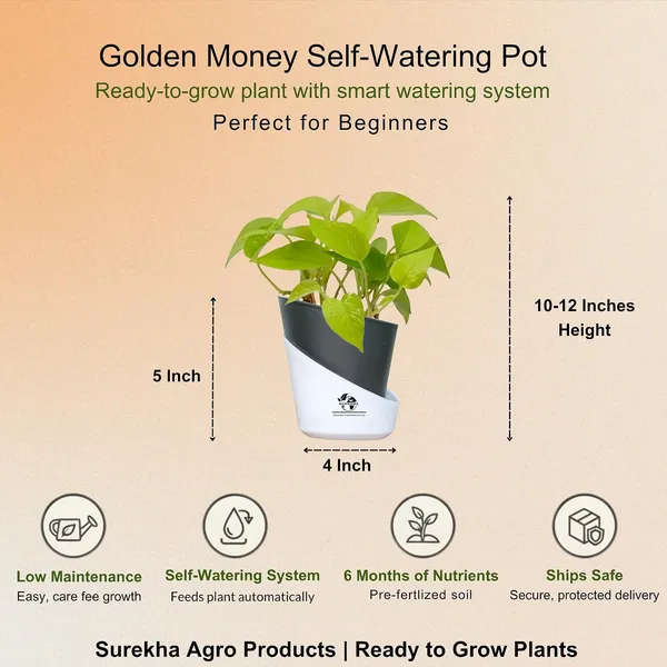 Golden_Money_Plant_In_Self_Watering_Pot