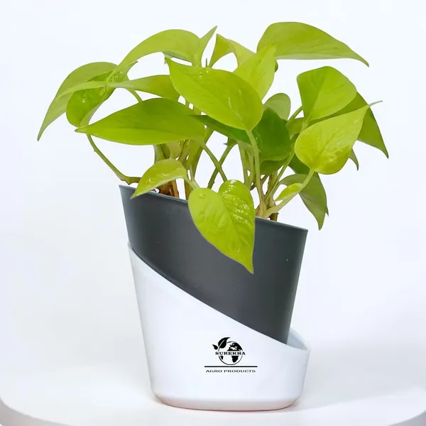 Golden_Money_Plant_In_Self_Watering_Pot