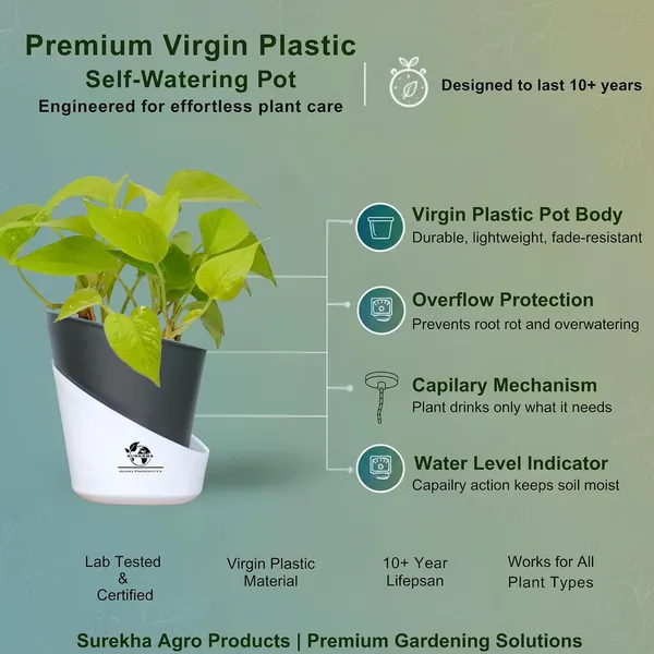 Golden_Money_Plant_In_Self_Watering_Pot