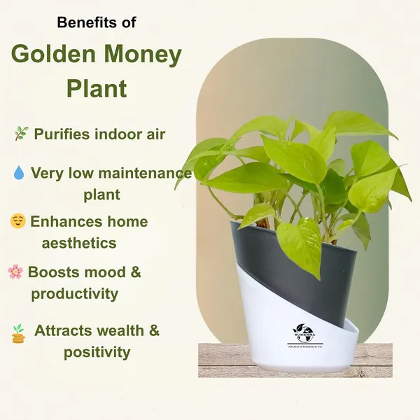 Golden_Money_Plant_In_Self_Watering_Pot