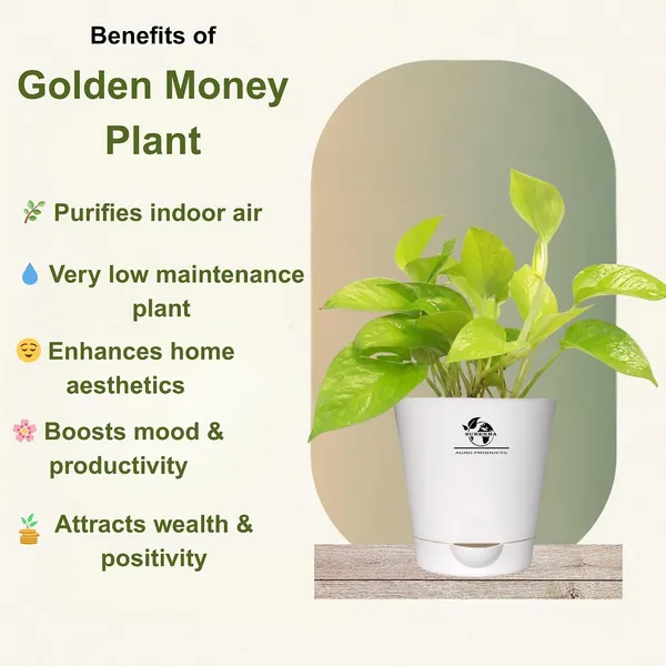 Golden_Money_Plant_In_Self_Watering_Pot