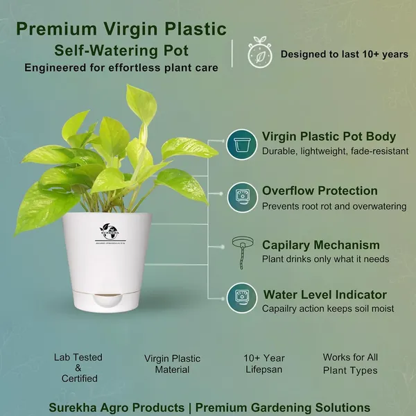 Golden_Money_Plant_In_Self_Watering_Pot