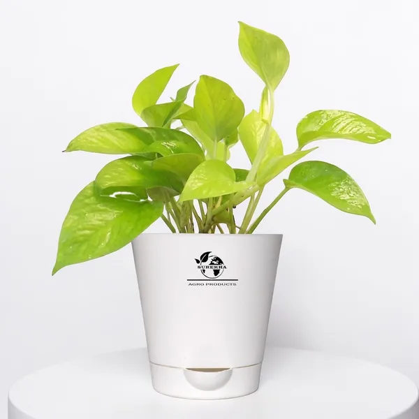 Golden_Money_Plant_In_Self_Watering_Pot