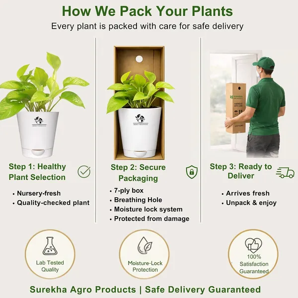 Golden_Money_Plant_In_Self_Watering_Pot