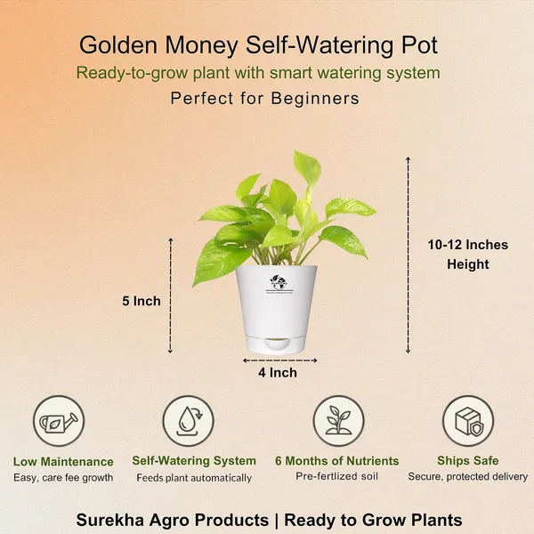 Golden_Money_Plant_In_Self_Watering_Pot