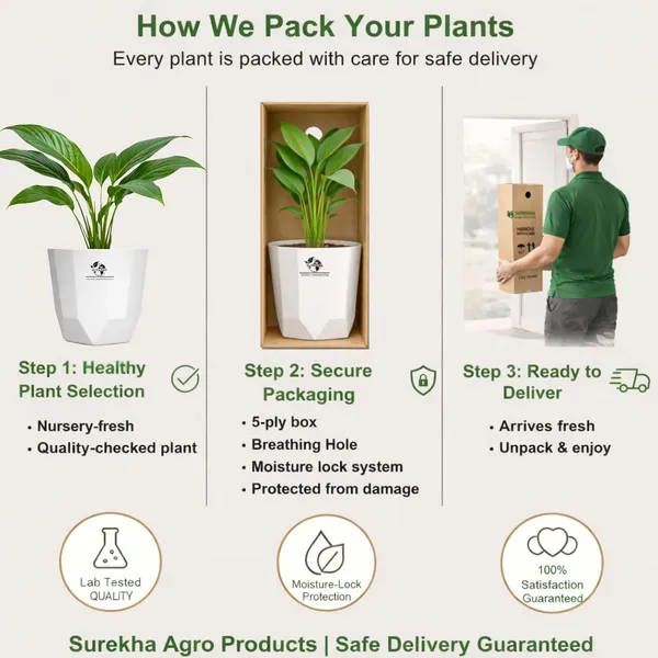 Areca_Palm_Indoor_Plant_In_Plastic_Pot_Pack_Of__2