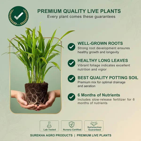 Areca_Palm_Indoor_Plant_In_Plastic_Pot_Pack_Of__2