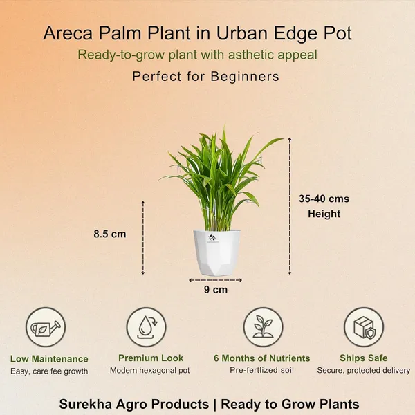 Areca_Palm_Indoor_Plant_In_Plastic_Pot_Pack_Of__2