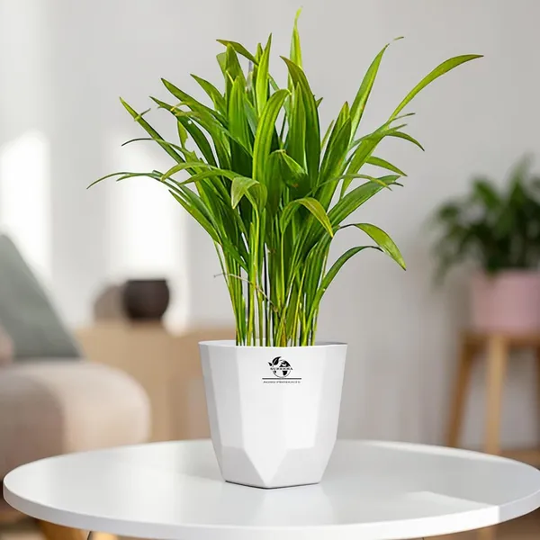 Areca_Palm_Indoor_Plant_In_Plastic_Pot_Pack_Of__2
