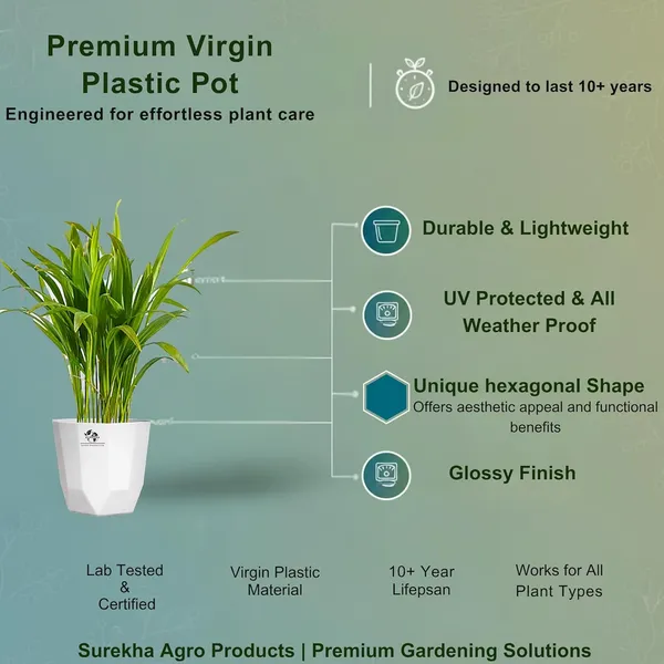 Areca_Palm_Indoor_Plant_In_Plastic_Pot_Pack_Of__2
