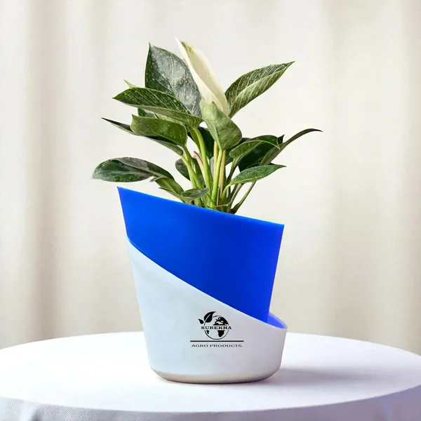 Philodendron_Green_Princess_In_Self_Watering_Pot