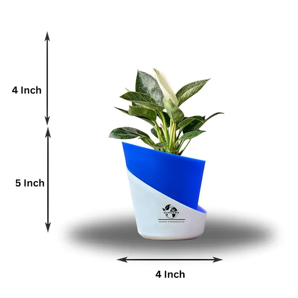 Philodendron_Green_Princess_In_Self_Watering_Pot