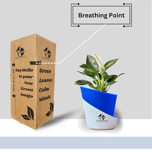 Philodendron_Green_Princess_In_Self_Watering_Pot