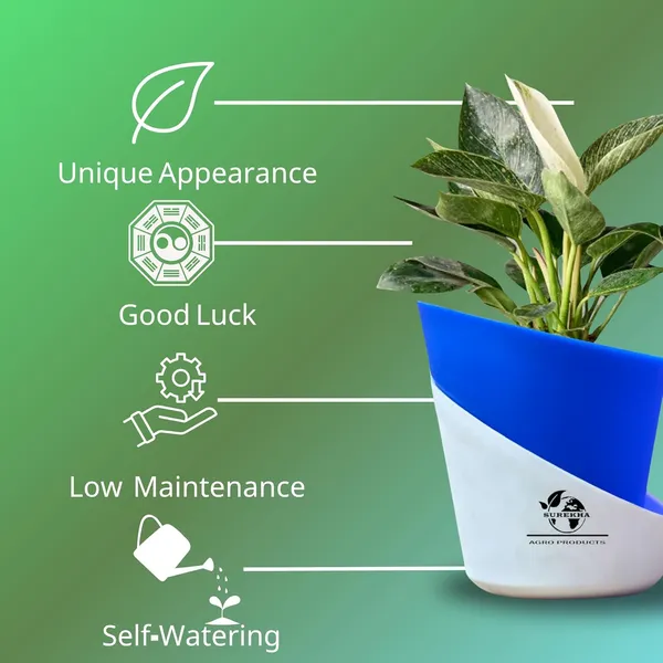 Philodendron_Green_Princess_In_Self_Watering_Pot