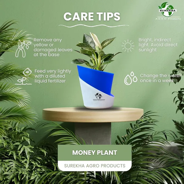 Philodendron_Green_Princess_In_Self_Watering_Pot