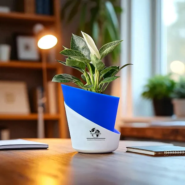 Philodendron_Green_Princess_In_Self_Watering_Pot