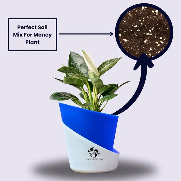Philodendron_Green_Princess_In_Self_Watering_Pot