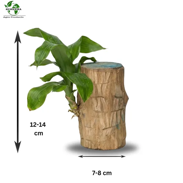 Lucky_Wood_Plant