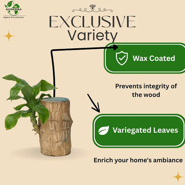 Lucky_Wood_Plant