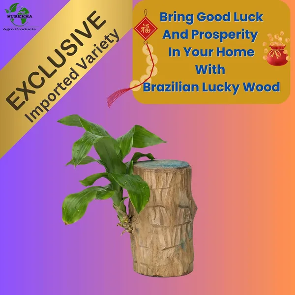 Lucky_Wood_Plant