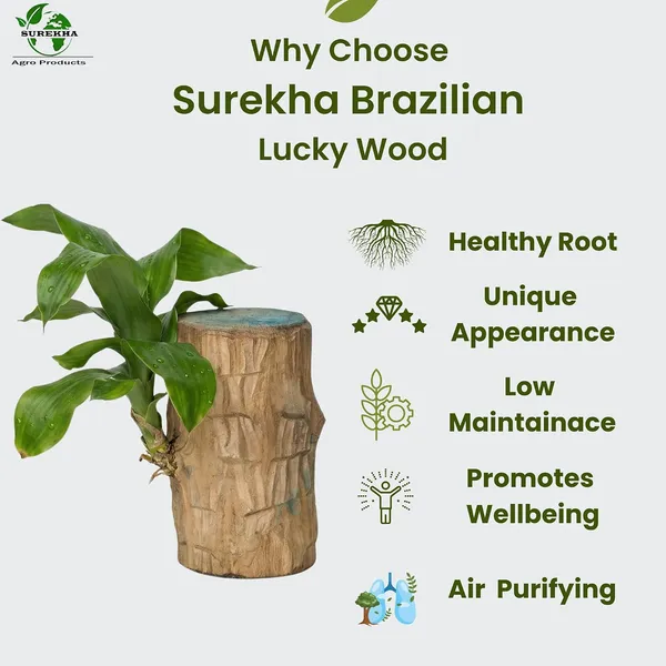 Lucky_Wood_Plant