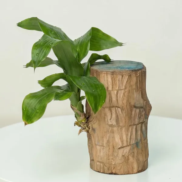 Lucky_Wood_Plant