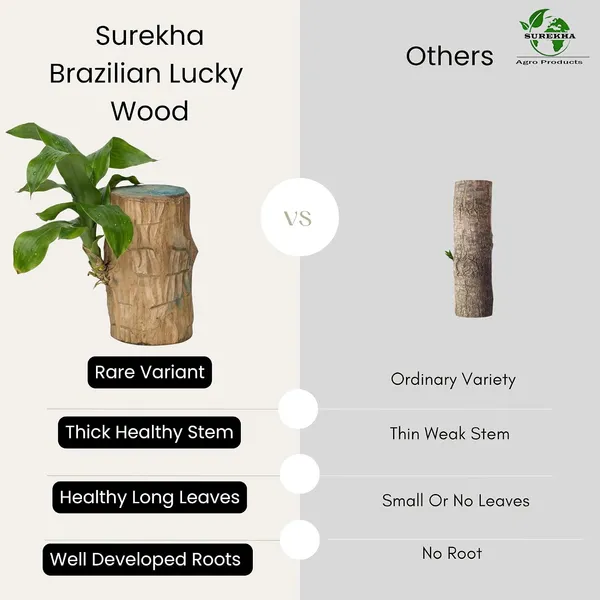 Lucky_Wood_Plant