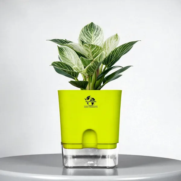 Philodendron_Green_Princess_With_Self_Watering_Pot
