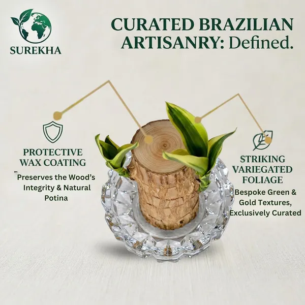 Brazilian_Wood_Plant_With_Pot