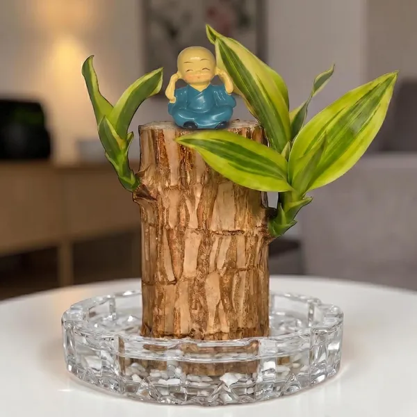 Brazilian_Wood_Plant_With_Pot