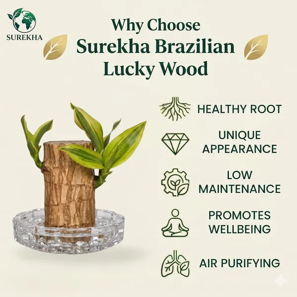 Brazilian_Wood_Plant_With_Pot